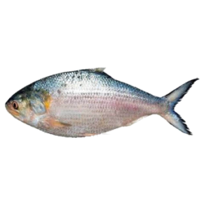 HILSHA 5/8- 10kg